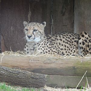 South African cheetah 050224