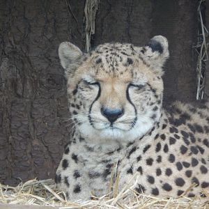 South African cheetah 050224