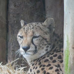 South African cheetah 050224