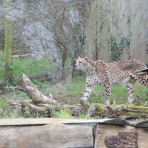 South African cheetah 050224