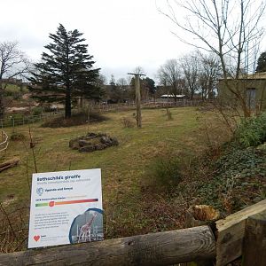 Rothschild's giraffe enclosure 050224