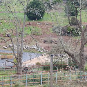 Developments to future Hamadryas baboon enclosure 050224