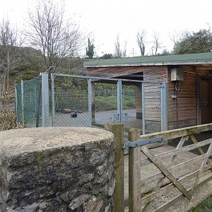 Mishmi takin enclosure 050224