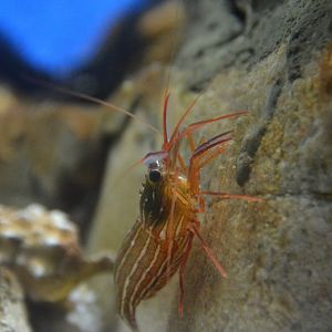 Monaco cleaner shrimp (Lysmata seticaudata)