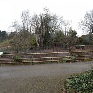 Red river hog enclosure 050224