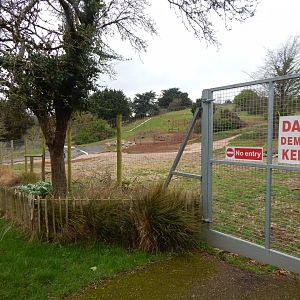 Developments on the future Hamadryas baboon enclosure 050224