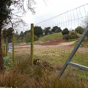 Developments on the future Hamadryas baboon enclosure 050224