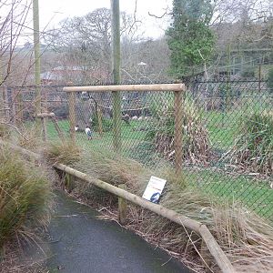 Western black-crowned crane and Sacred ibis aviary 050224