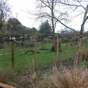 Western black-crowned crane and Sacred ibis aviary 050224