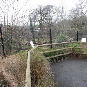 Maned wolf enclosure 050224