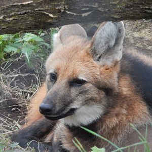 Maned wolf 050224
