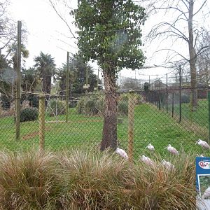 Roseate spoonbill aviary 050224