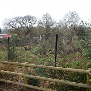 Maned wolf enclosure 050224