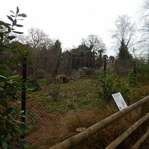 Maned wolf enclosure 050224