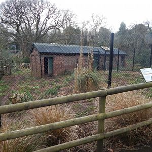 Maned wolf enclosure 050224