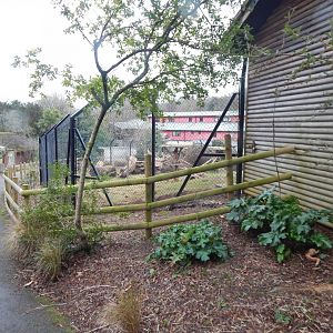 Mandrill enclosure 050224
