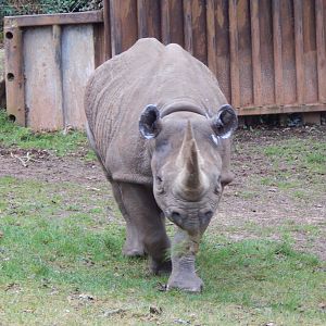 Eastern black rhinoceros 050224