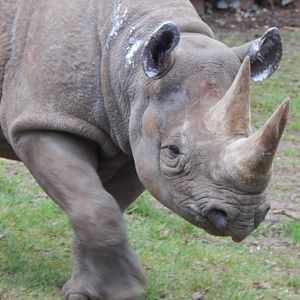 Eastern black rhinoceros 050224