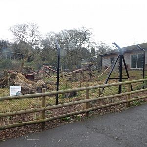 Mandrill enclosure 050224