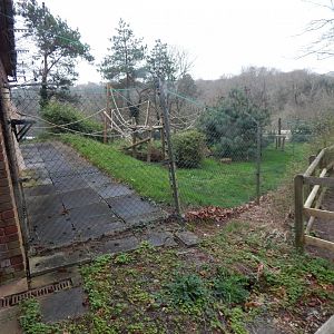 Colombian brown spider monkey enclosure 050224
