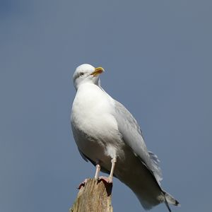 Gull ID? - Jersey Zoo
