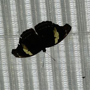 Butterfly ID? - Jersey Zoo