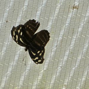 Butterfly ID? - Jersey Zoo