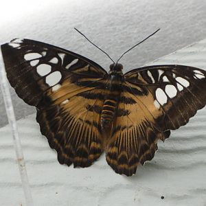 Butterfly ID? - Jersey Zoo