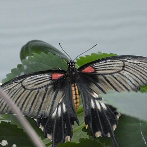 Butterfly ID? - Jersey Zoo