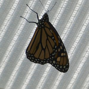 Butterfly ID? - Jersey Zoo