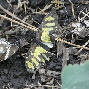 Butterfly ID? - Jersey Zoo