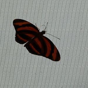 Butterfly ID? - Jersey Zoo
