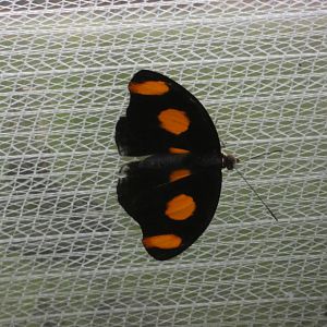 Butterfly ID? - Jersey Zoo