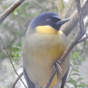 Cottage Aviary - Blue-crowned laughingthrush 080224