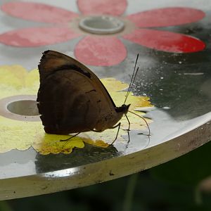 Butterfly ID? - Jersey Zoo