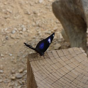 Butterfly ID? - Jersey Zoo