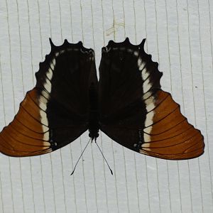 Butterfly ID? - Jersey Zoo