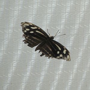 Butterfly ID? - Jersey Zoo
