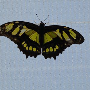 Butterfly ID? - Jersey Zoo