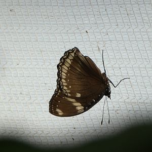 Butterfly ID? - Jersey Zoo
