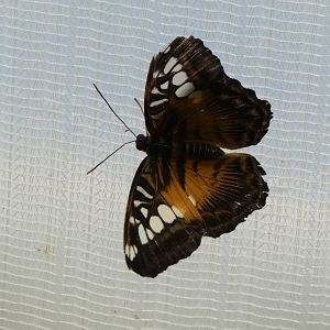 Butterfly ID? - Jersey Zoo