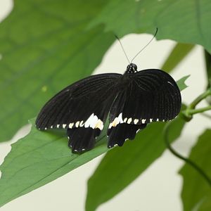 Butterfly ID? - Jersey Zoo