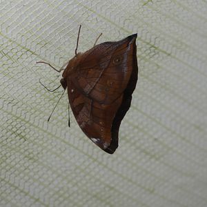 Butterfly ID? - Jersey Zoo