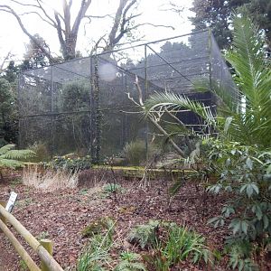 Red-legged seriema aviary 050224
