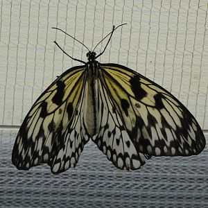 Butterfly ID? - Jersey Zoo