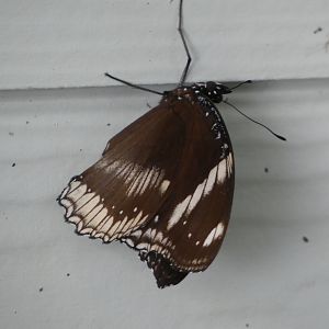 Butterfly ID? - Jersey Zoo