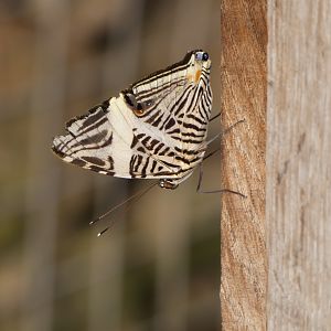 Butterfly ID? - Jersey Zoo