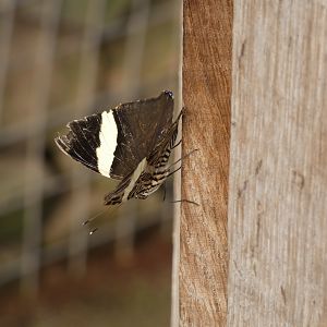 Butterfly ID? - Jersey Zoo