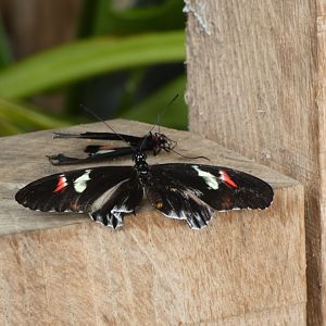 Butterfly ID? - Jersey Zoo