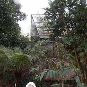 Spectacled owl aviary 050224